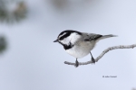 Mountain-Chickadee;One;Poecile-gambeli;Snow;Winter;avifauna;bird;birds;color-ima